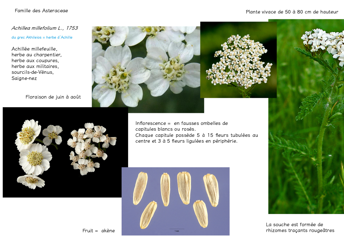Plantes friches identification Achillea millefolium