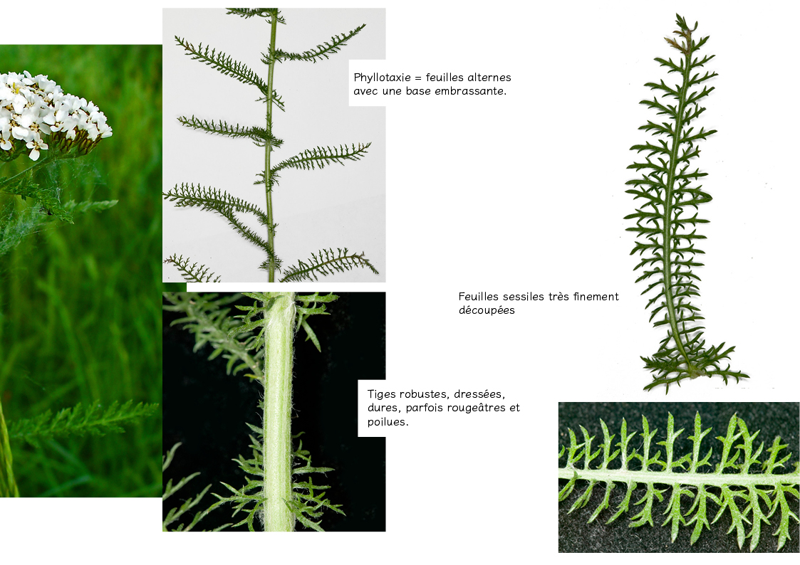 Plantes friches identification Achillea millefolium2