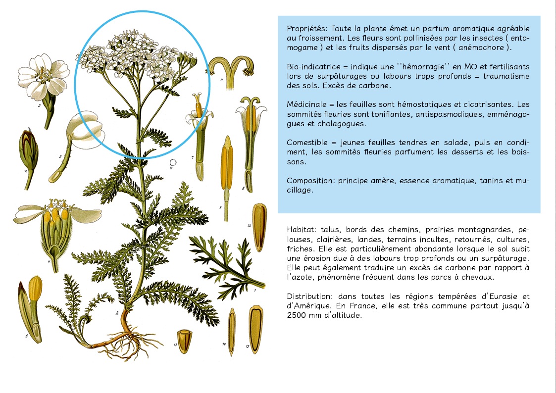 Plantes friches identification Achillea millefolium3