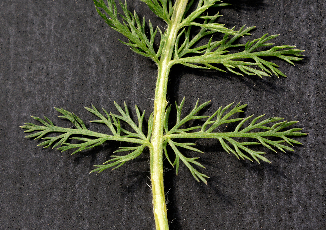 Plantes friches identification Achillea millefolium4