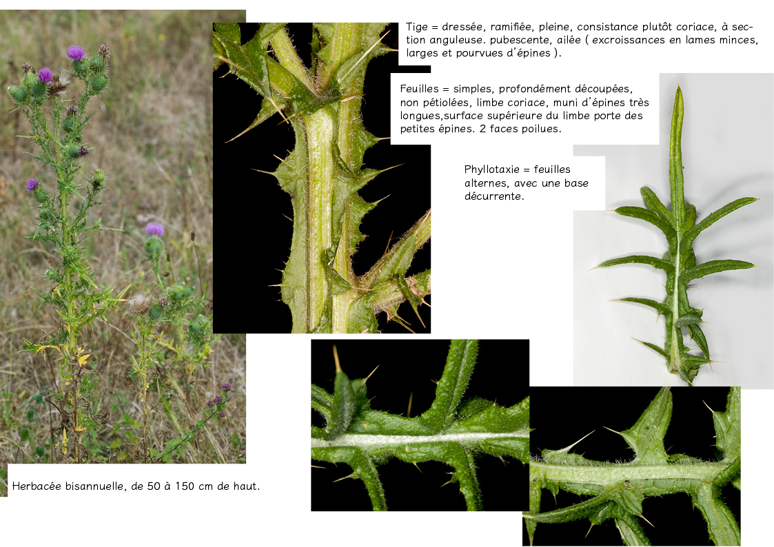 Plantes friches identification Cirsum vulgare2