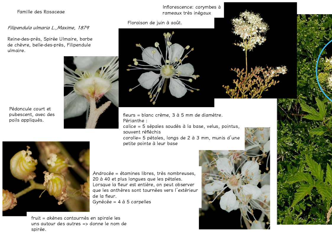 Plantes friches identification-Fillipendula ulmaria