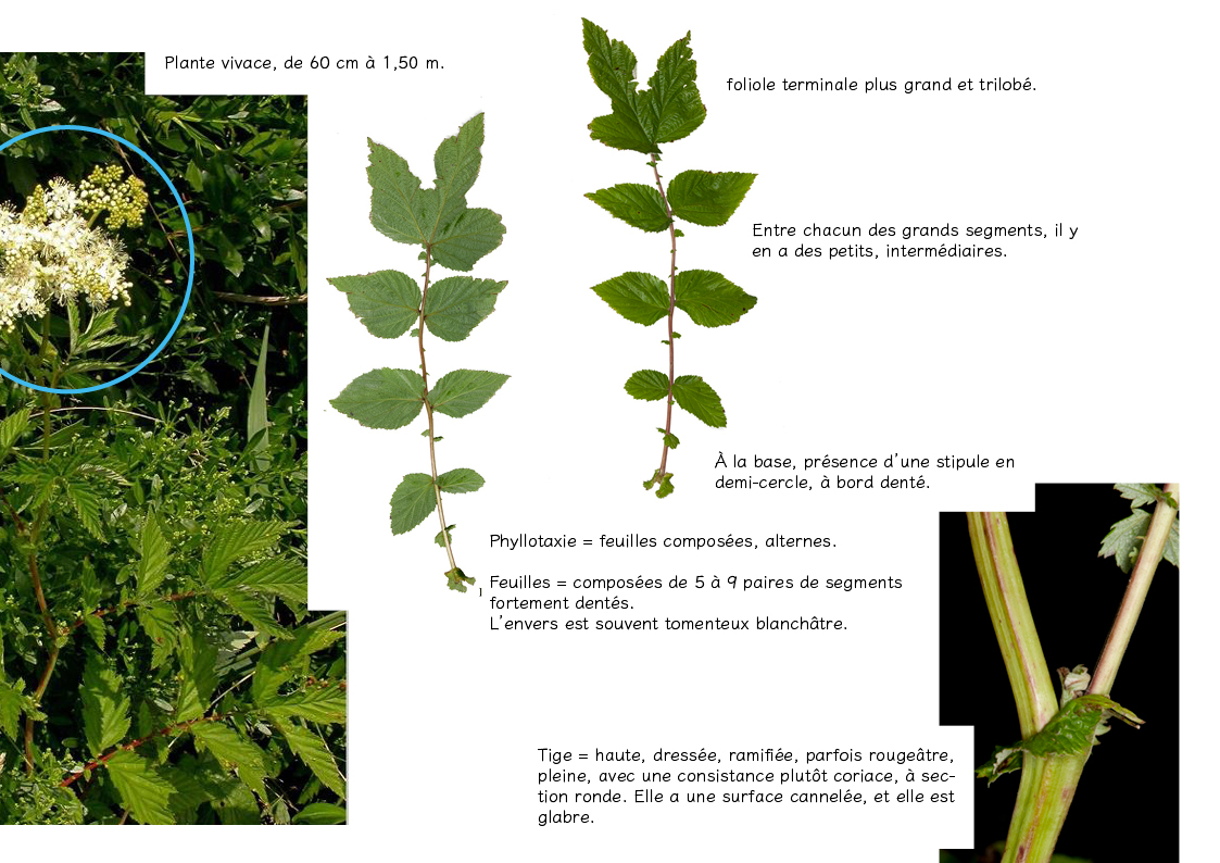 Plantes friches identification-Fillipendula ulmaria2