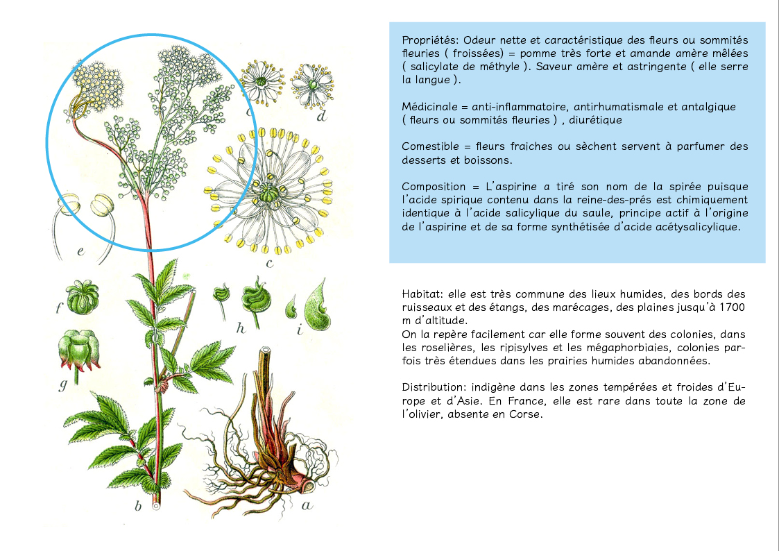 Plantes friches identification-Fillipendula ulmaria3
