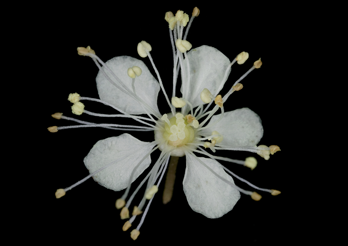 Plantes friches identification-Fillipendula ulmaria4