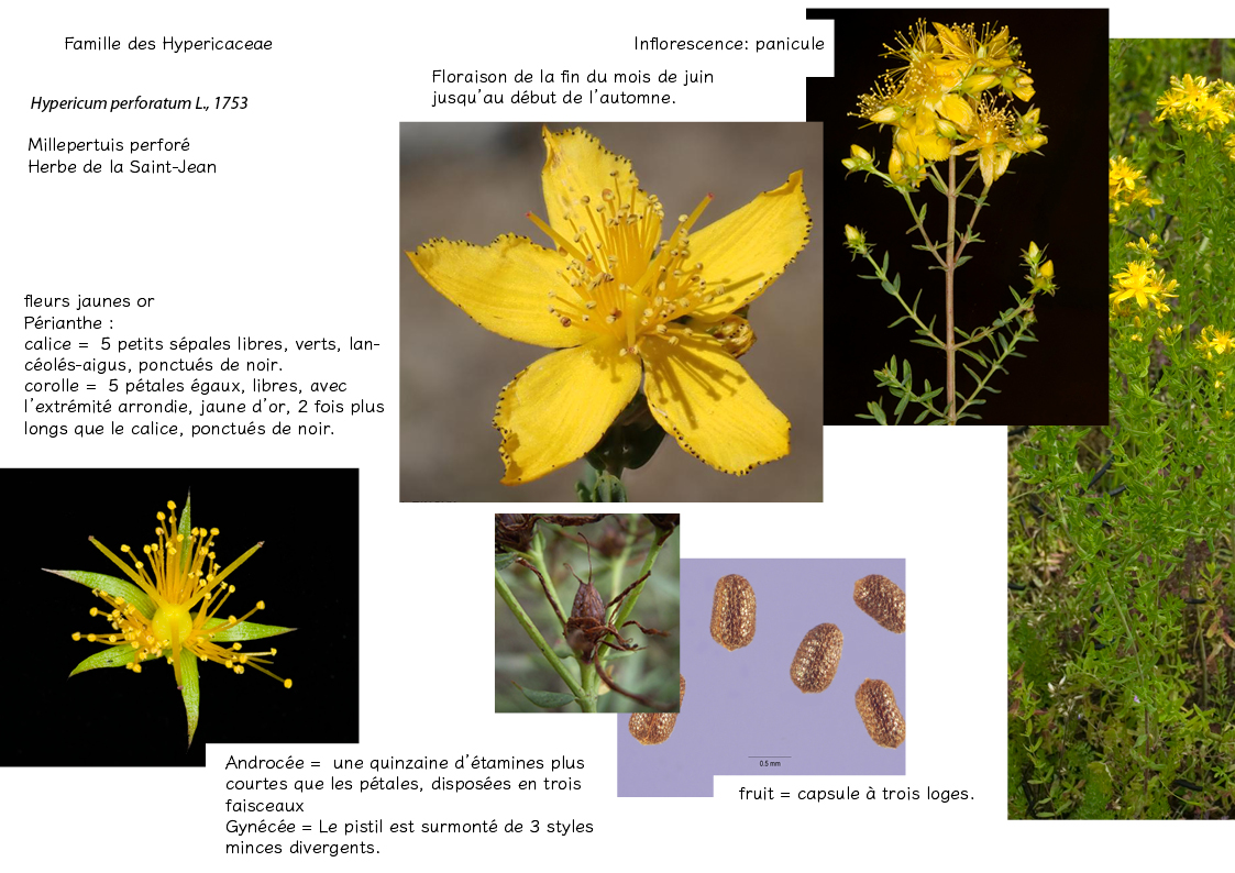 Plantes friches identification - Hypericum perforatum