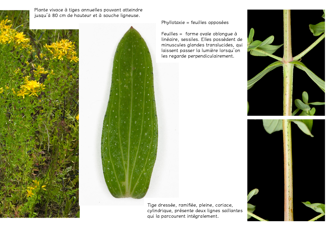 Plantes friches identification - Hypericum perforatum2