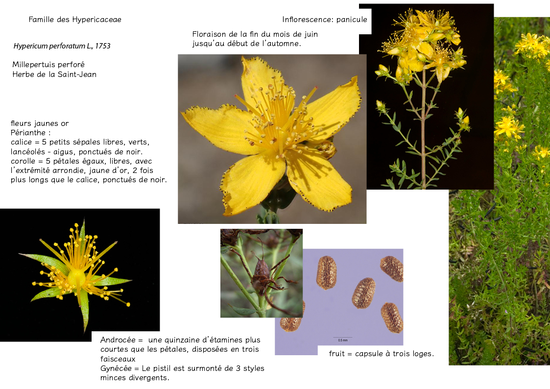 Plantes friches identification - Hypericum perforatum3
