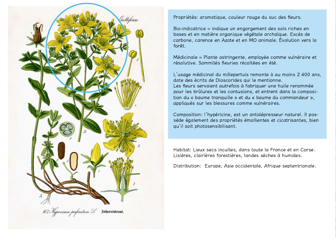 Plantes friches identification - Hypericum perforatum5