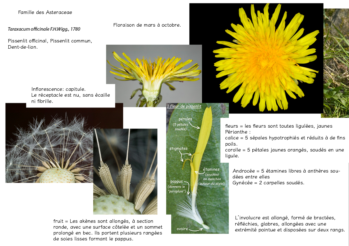Plantes friches identification -Taraxacum officinale