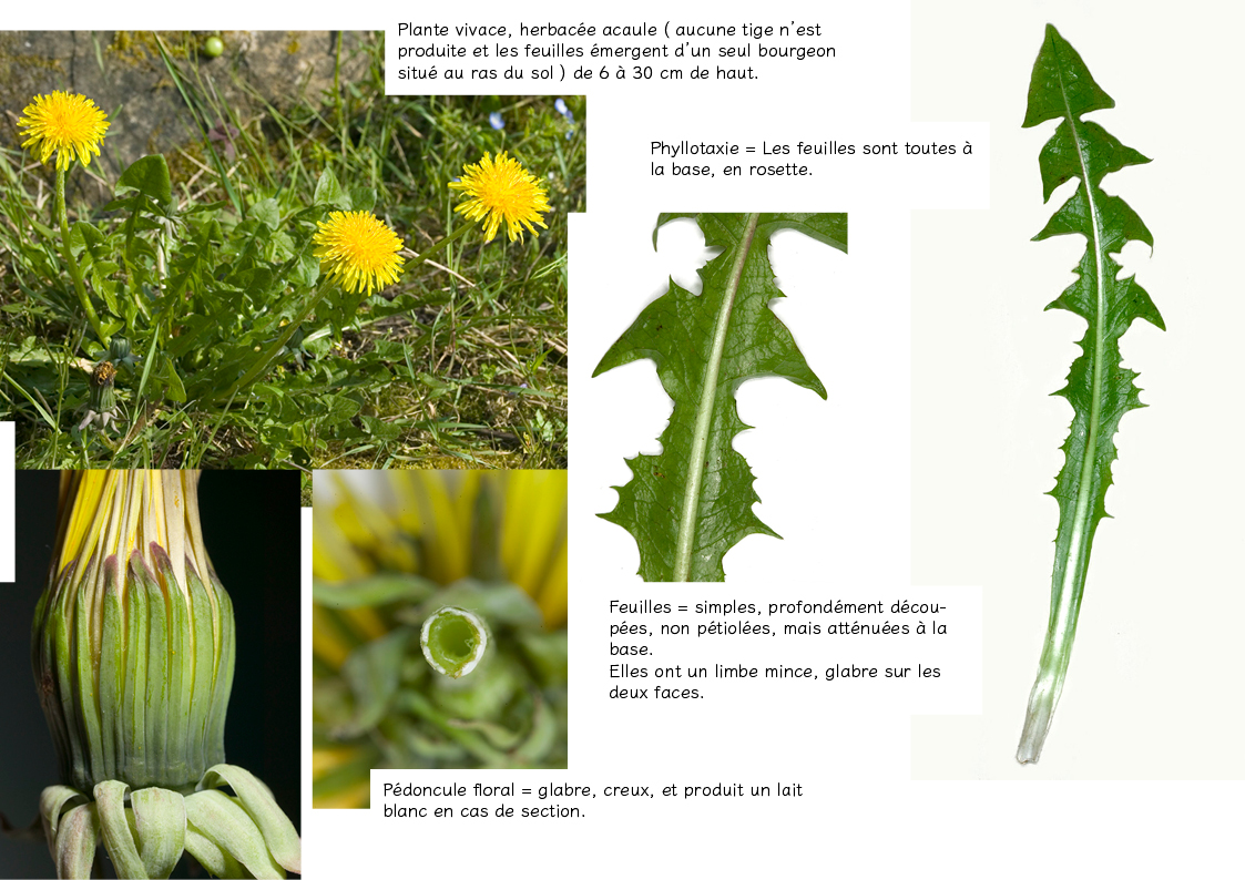 Plantes friches identification -Taraxacum officinale2