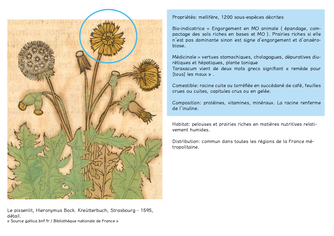 Plantes friches identification -Taraxacum officinale3