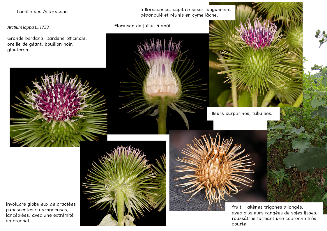 Plantes friches identification- arctium lappa3