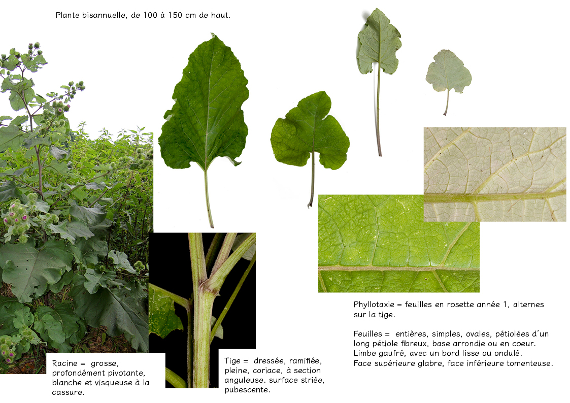 Plantes friches identification- arctium lappa4