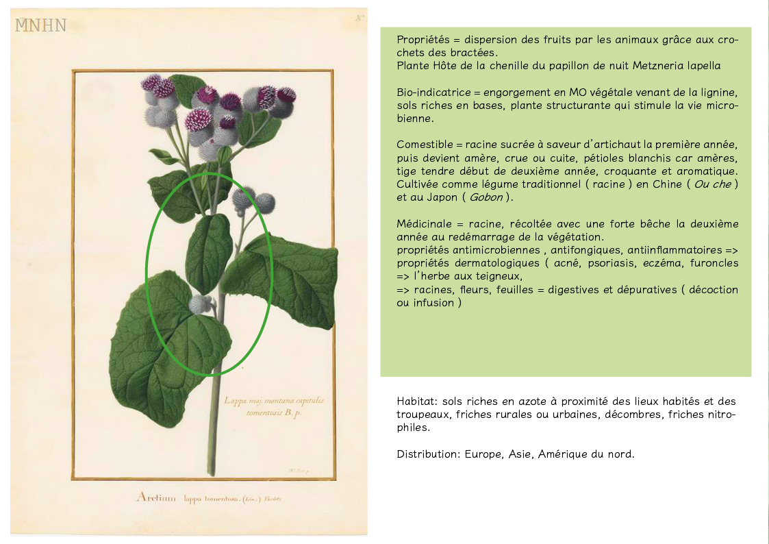 Plantes friches identification- arctium lappa5