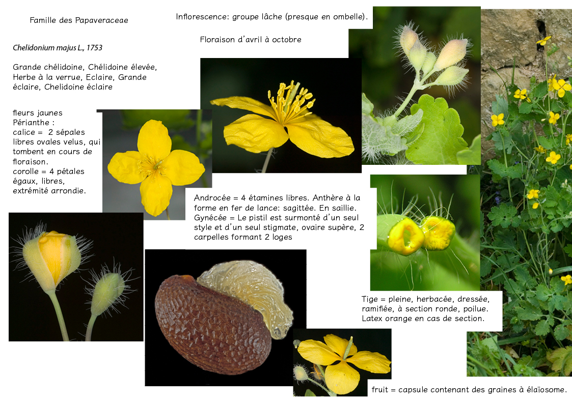 Plantes friches identification chelidoine page