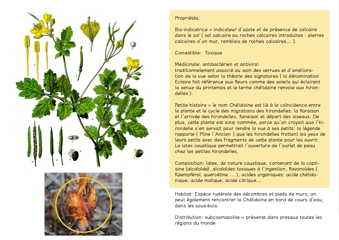 Plantes friches identification chelidoine page3