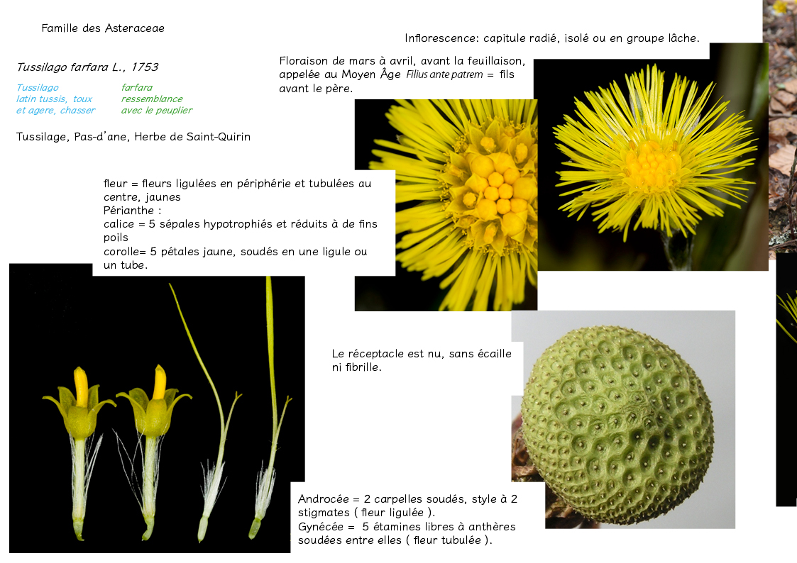 Plantes friches identification3