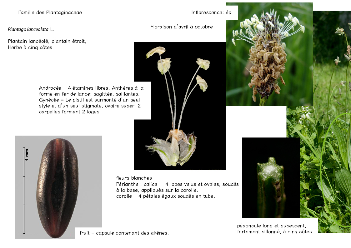 Plantes friches identification3