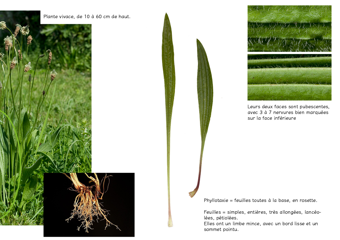 Plantes friches identification4