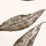 Centaurée-plume_2530