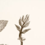 Fillipendula-Plume_2533
