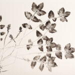 Fillipendula-Plume_2605
