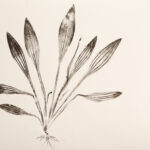 Plantago-Plume_2606