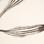 Plantago-Plume_2607