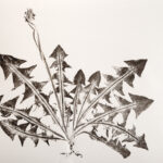 Taraxacum-Plume_2604