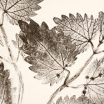 Urtica-Plume_2535