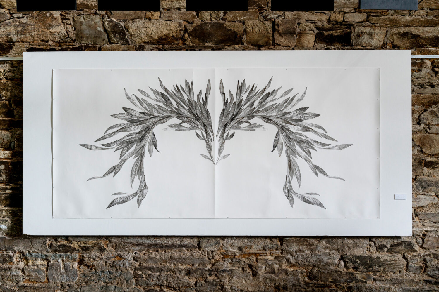 phytographia_ursuline-100