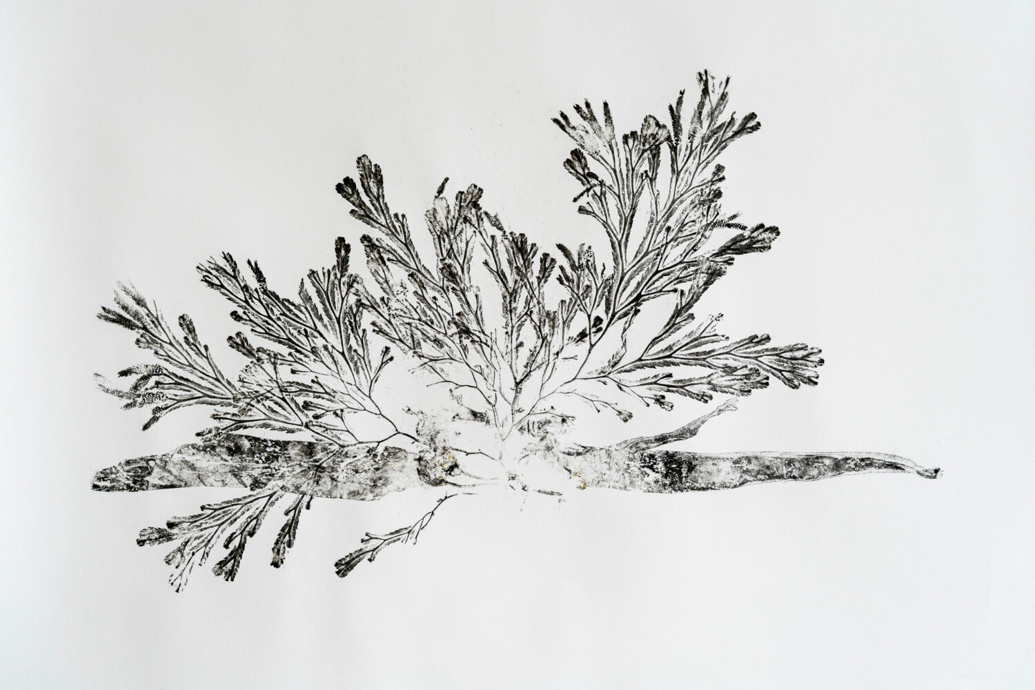 phytographia_ursuline-109