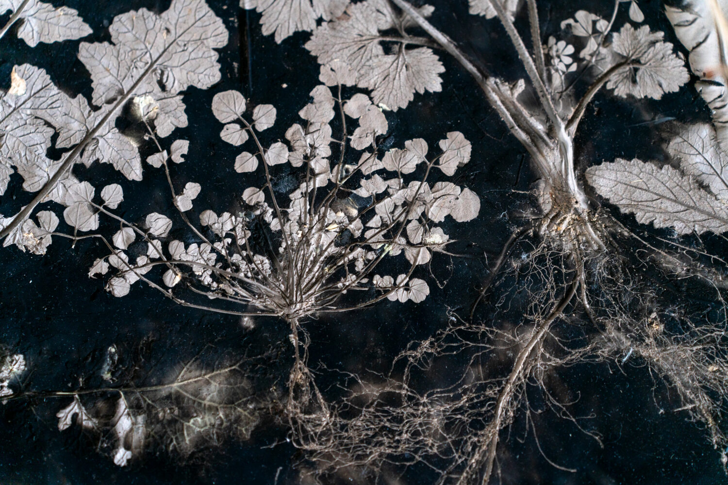 phytographia_ursuline-141