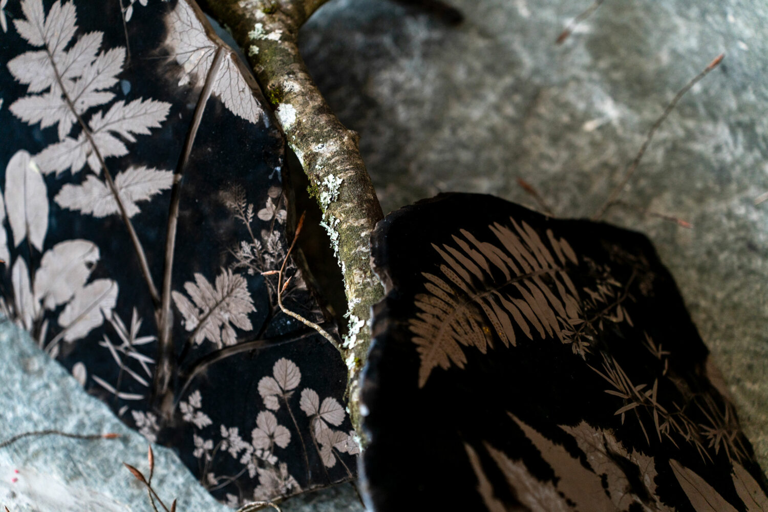 phytographia_ursuline-142