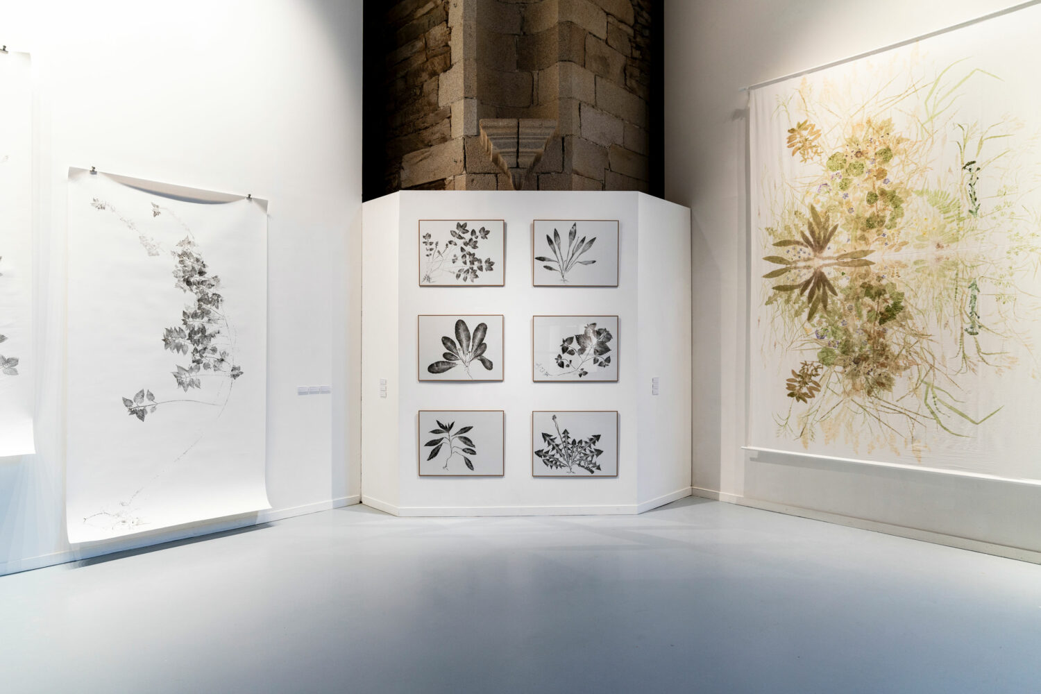 phytographia_ursuline-19