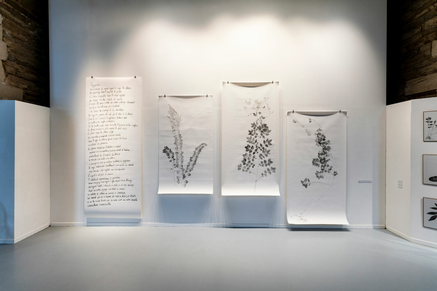 phytographia_ursuline-22