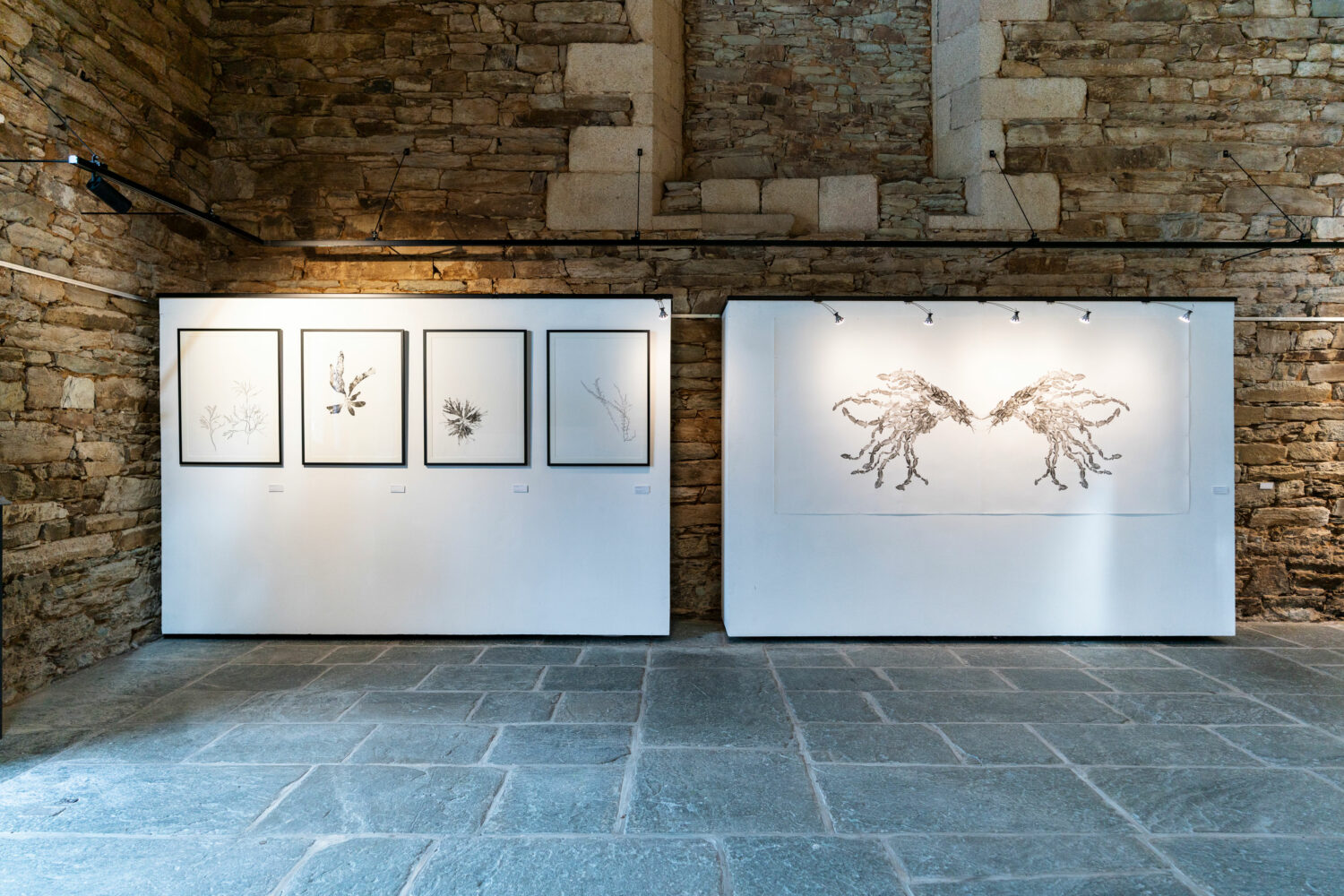 phytographia_ursuline-24