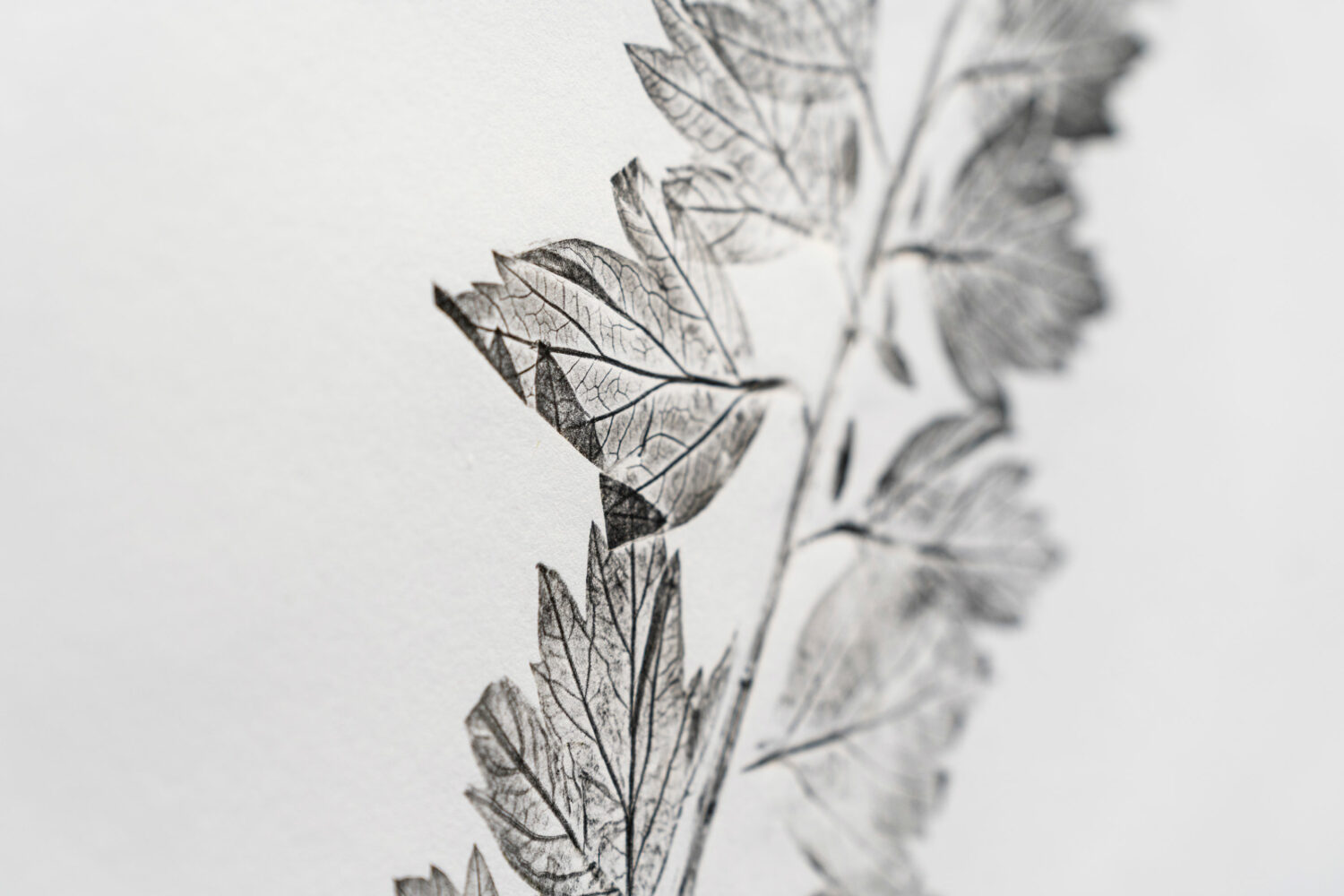 phytographia_ursuline-47