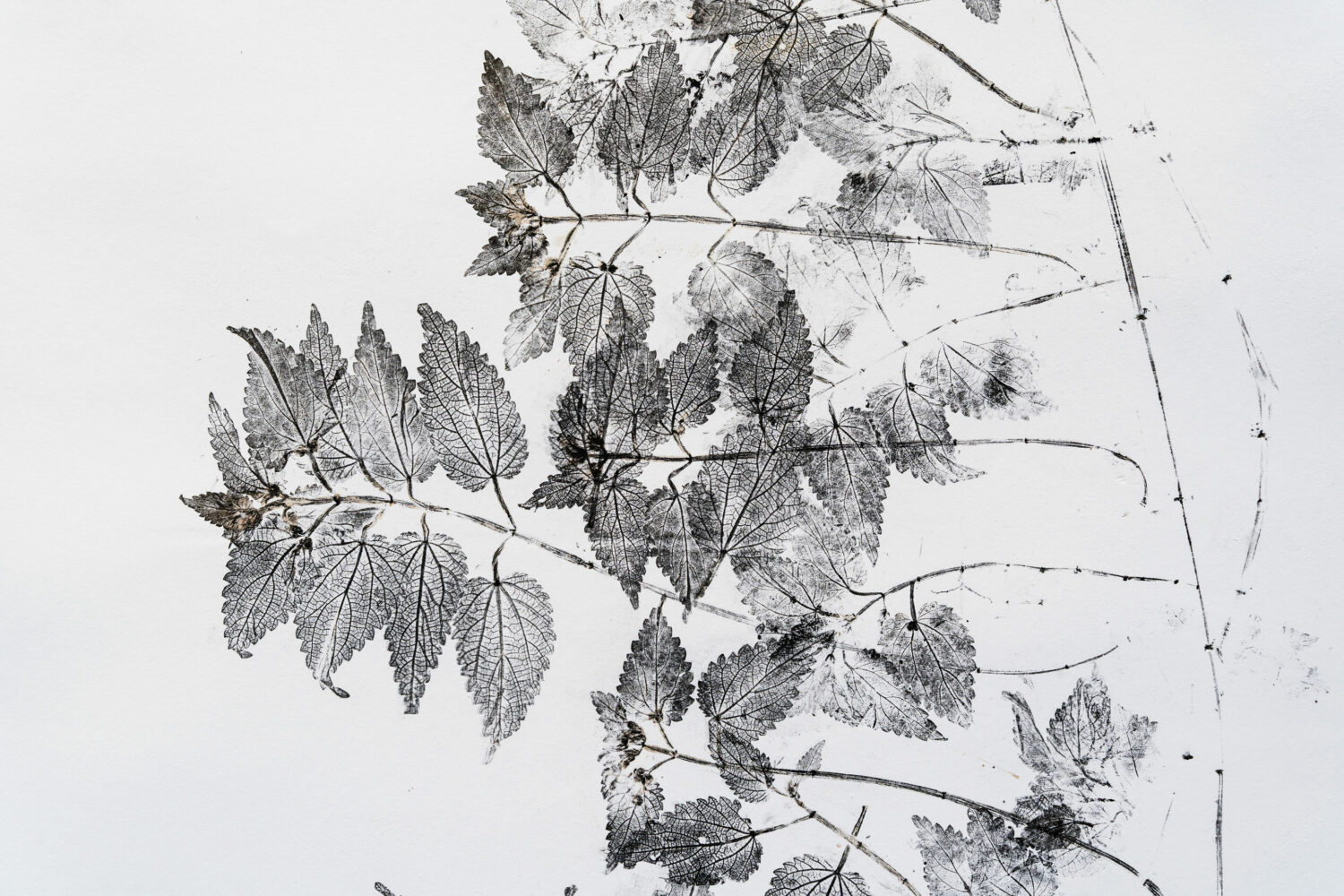 phytographia_ursuline-49