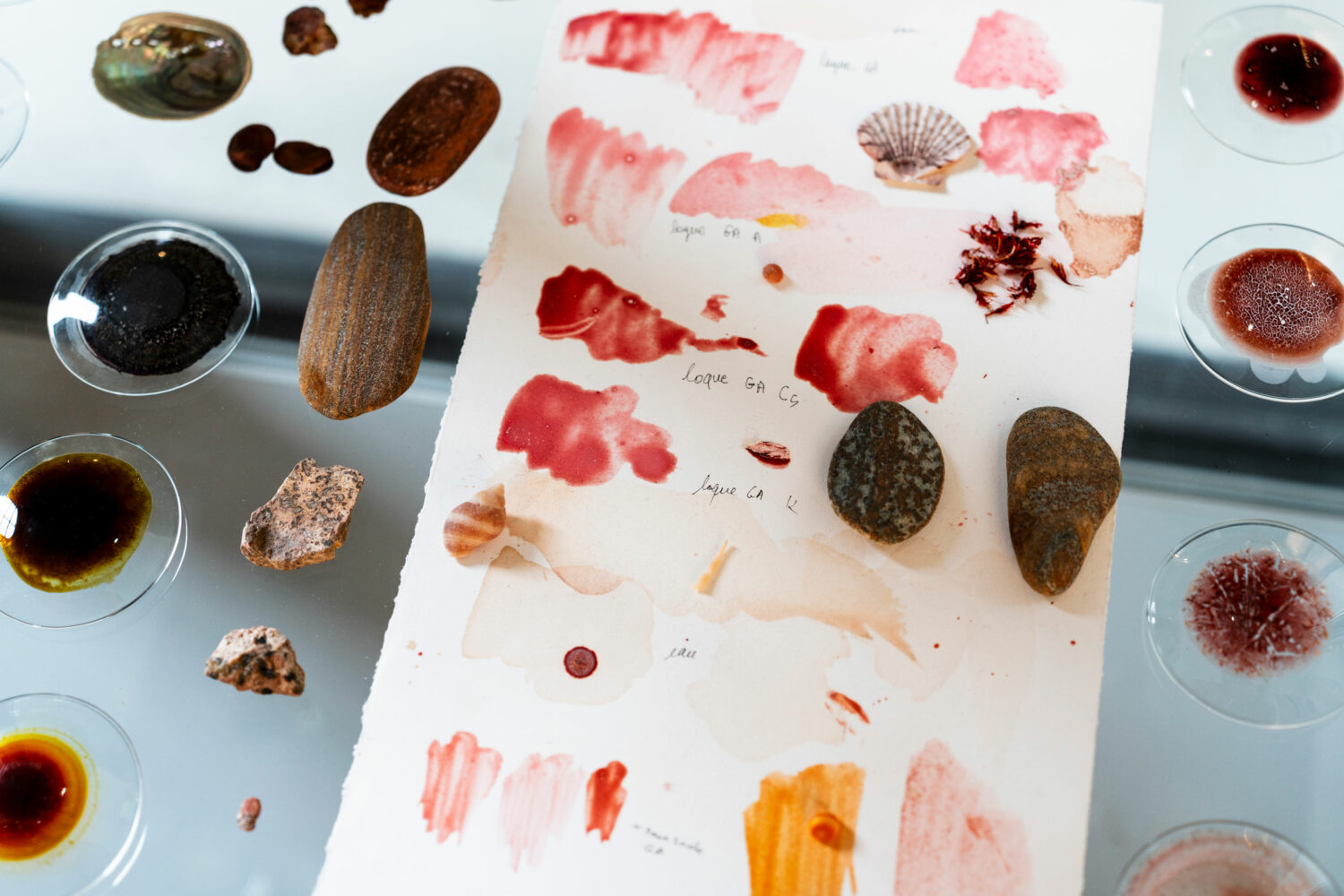 phytographia_ursuline-55