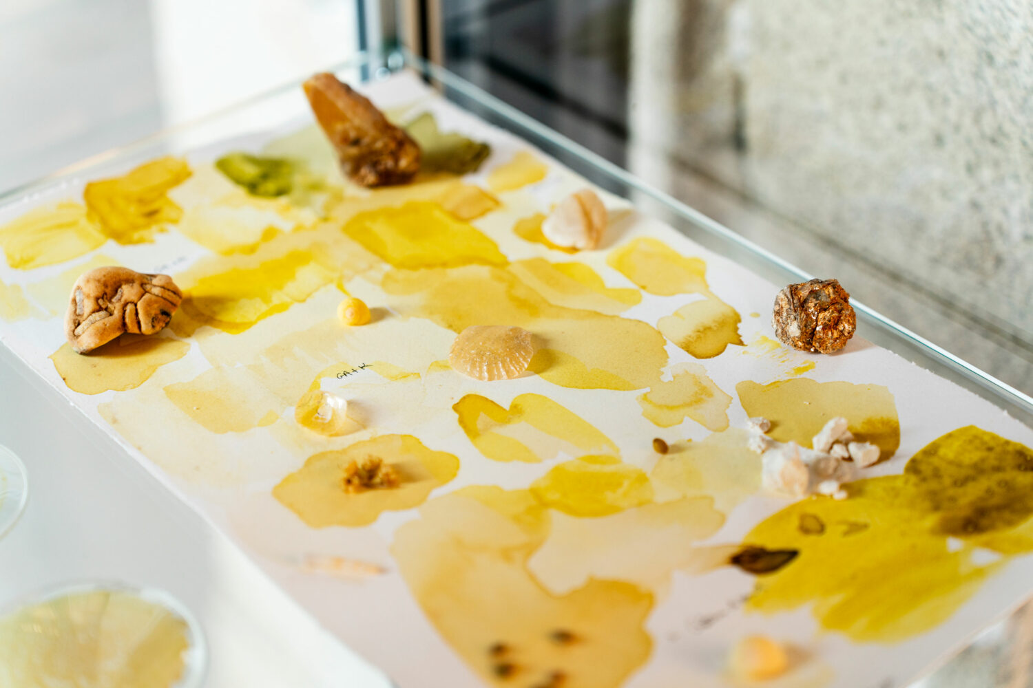 phytographia_ursuline-60