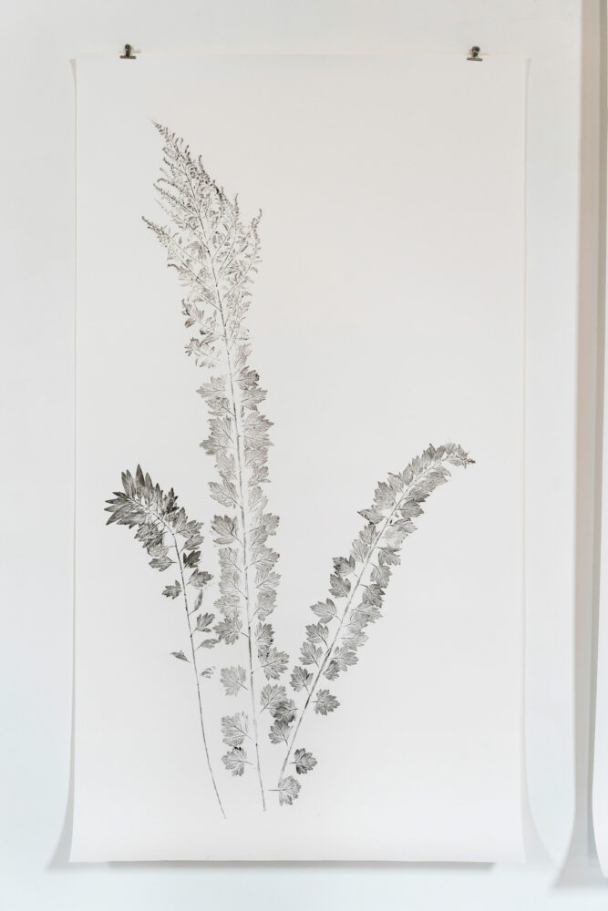 phytographia_ursuline-68