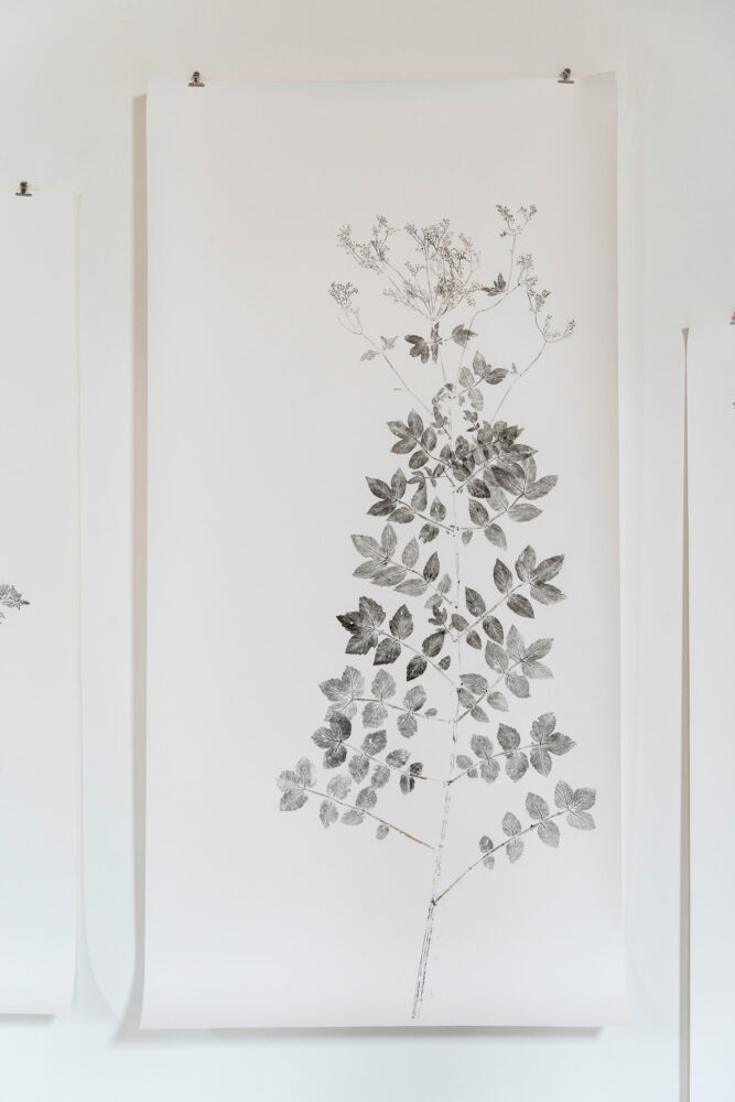 phytographia_ursuline-69