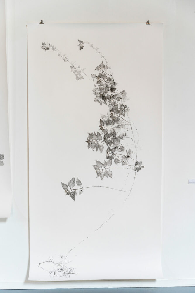 phytographia_ursuline-70