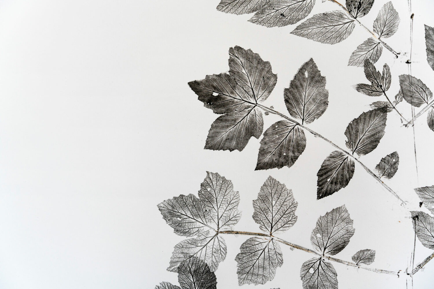 phytographia_ursuline-77