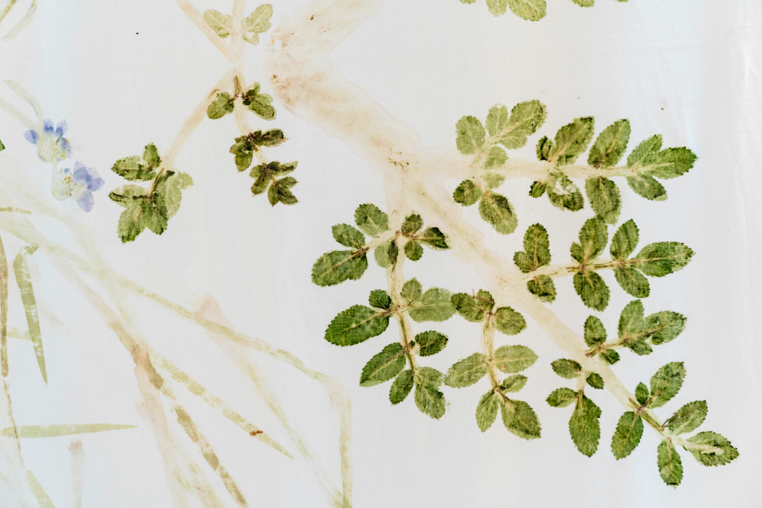 phytographia_ursuline-81