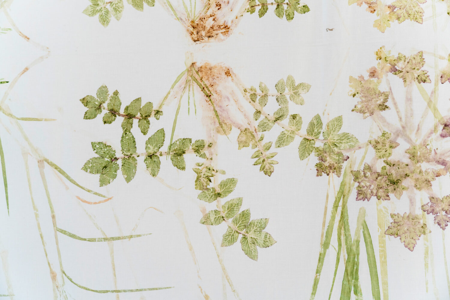 phytographia_ursuline-82