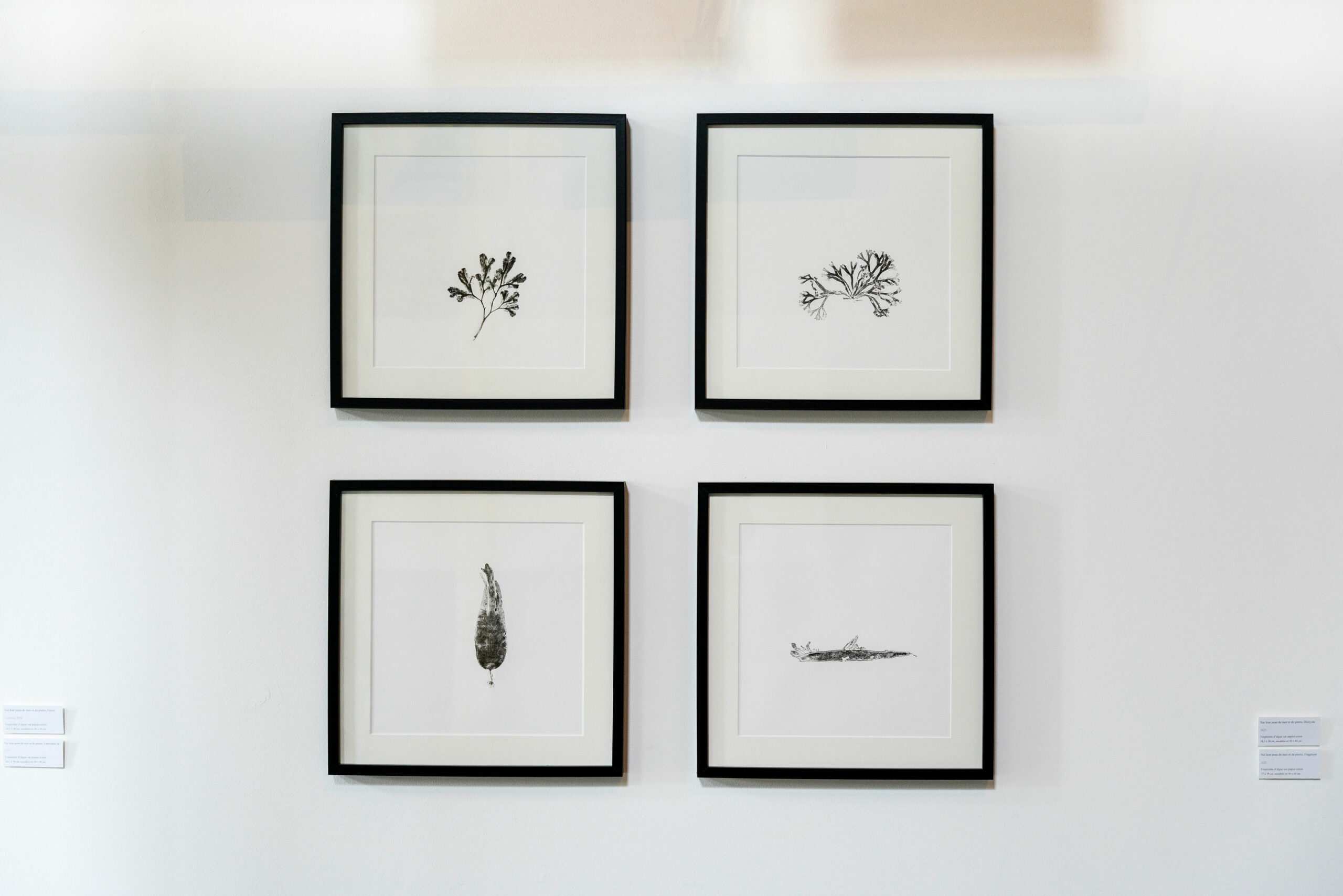phytographia_ursuline-84