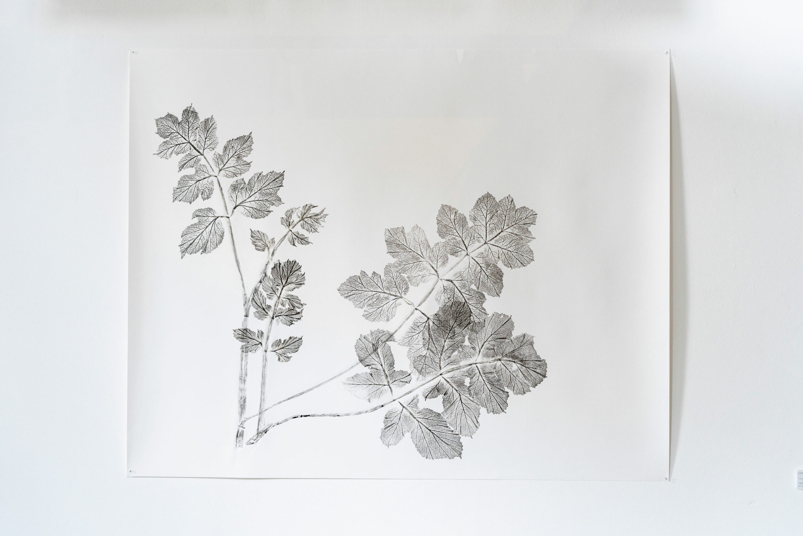 phytographia_ursuline-86